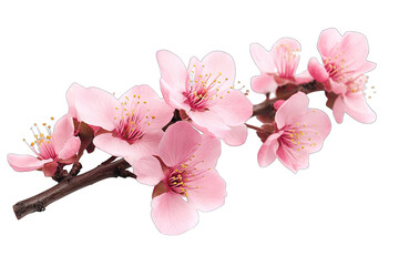 Naklejka premium branch of pink cherry blossoms showcasing their soft petals and intricate details symbolizing beauty and the arrival of spring
