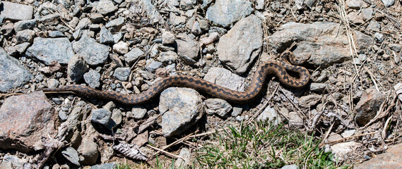 Fototapeta premium Encounter with a 