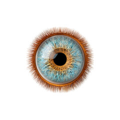Detailed close up of a human eye with blue and gold iris on a black background.