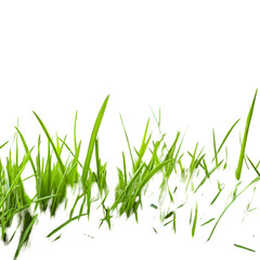 Lush Green Grass Blades Nature Background