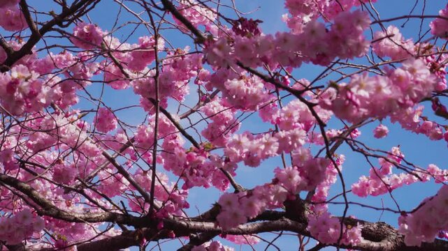 Cherry blossom trees in Stockholm, Kungstr&auml;dg&aring;rden