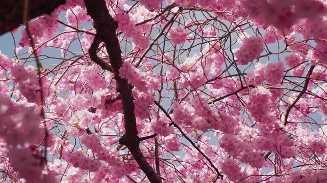 Warm sunny day. Sun light shining on a cherry tree that's blossoms