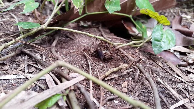 Dog day cicadas (Insect T auletes) dying being surrounded by ants. neotibicen tibicen, megatibicen auletes. The giant cicada (Quesada gigas), also known as the chichara grande, coyoyo, or coyuyo.