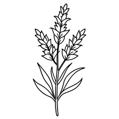 Fototapeta premium hand drawing flower outline
