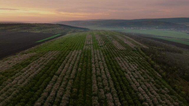 Cinematic drone view of a field with rows of blooming and non-blooming almond trees with white flowers at sunrise