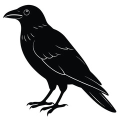 crow isolated on white, crow vector illustration, pet vector art, crow silhouette, animal vector icon, crow line art, eps