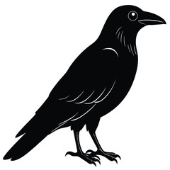 crow isolated on white, crow vector illustration, pet vector art, crow silhouette, animal vector icon, crow line art, eps