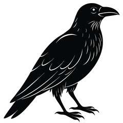 Fototapeta premium crow isolated on white, crow vector illustration, pet vector art, crow silhouette, animal vector icon, crow line art, eps