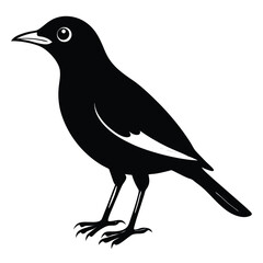 Mayna bird silhouette vector style with white background.