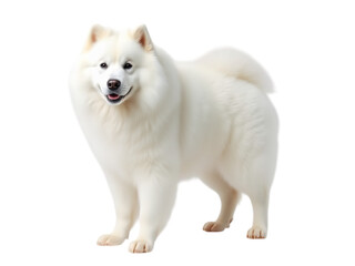 Obraz premium Fluffy Companion: The Samoyed's Endearing Allure