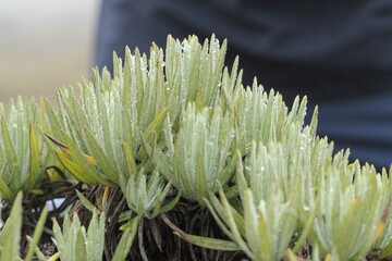 Obraz premium close up of flower