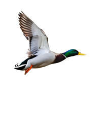 Obraz premium Beautiful Mallard duck flying, isolated on transparent background, perfect for photo manipulations