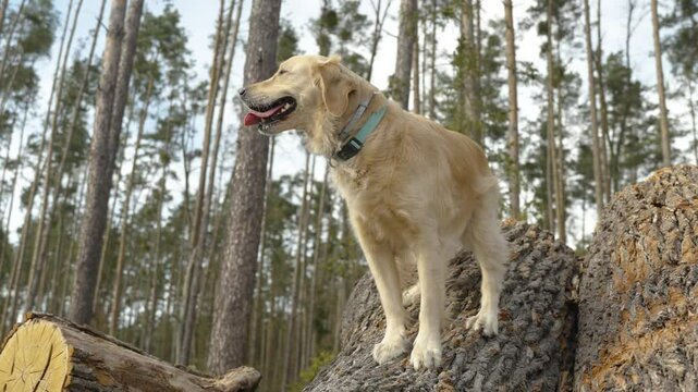 Golden retriever climbing and balancing on stacked tree logs in a forest during daytime, agility in a natural setting