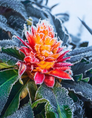 Ice flower