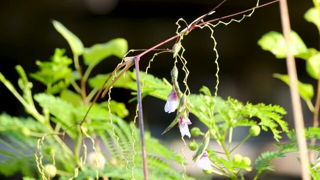 A selective focus shot of Thalia geniculata buds with blur green background