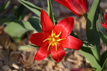 Red Kaufmanniana tulip (Water-lily Tulip or Tulipa kaufmanniana) flower in spring garden