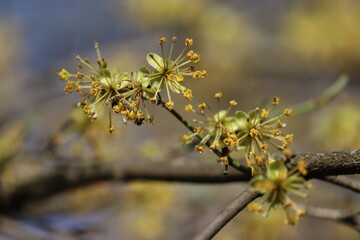 Yellow flowers of cornel (Cornus mas) plant in spring garden
