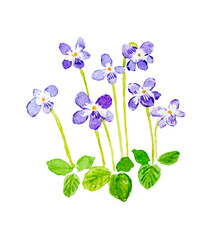 水彩手描きビオラ