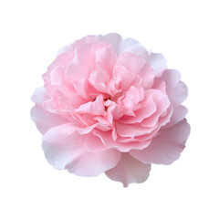 Fototapeta premium Soft Pink Flower Bloom with Delicate Petals and Gentle Coloration