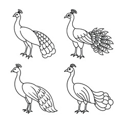 Four Hand Drawn Peacock Illustration Set In Black Outline Style On White Background