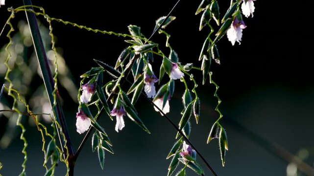 A selective focus shot of Thalia geniculata buds with blur green background