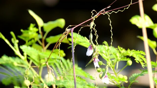 A selective focus shot of Thalia geniculata buds with blur green background