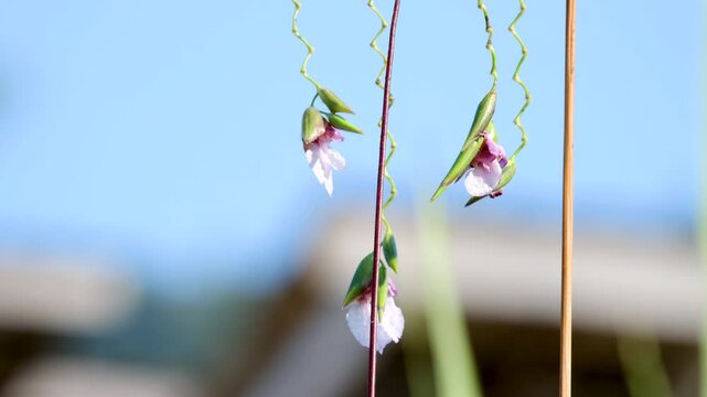 A selective focus shot of Thalia geniculata buds with blur green background