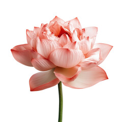 Delicate pink lotus flower with intricate petal details on a white background. 