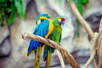 blue-and-yellow macaw and Green-winged macaw
