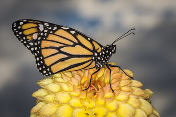 closeup of monarch butterfly on a flower