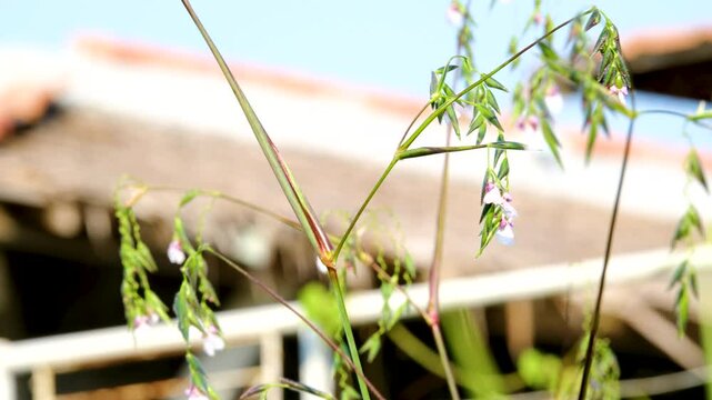 A selective focus shot of Thalia geniculata buds with blur green background