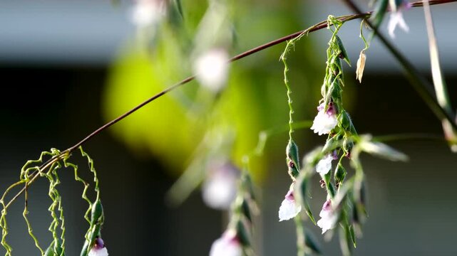 A selective focus shot of Thalia geniculata buds with blur green background