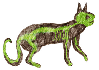 Hand drawn by colored pencils cat with skeleton isolated on a white background