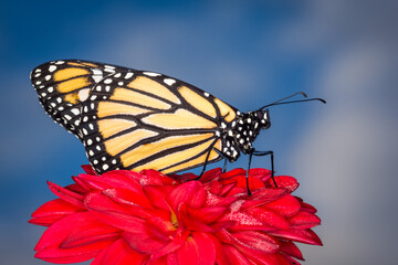 closeup of monarch butterfly on a flower
