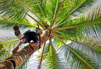 The process of tapping palm sap is carried out on sunny days