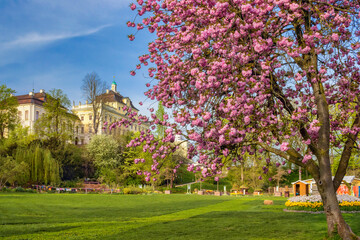 Blooming tree in a park in spring