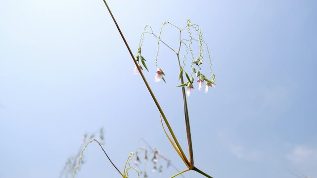 A selective focus shot of Thalia geniculata buds with blur green background