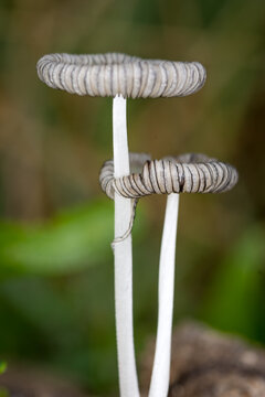 Mushroom or toadstool Coprinopsis lagopus, commonly known as the hare's foot inkcap, harefoot mushroom, or rabbit's foot inky cap, is a species of fungus in the family Psathyrellaceae.  It is a delica