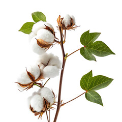 cotton buds on white background