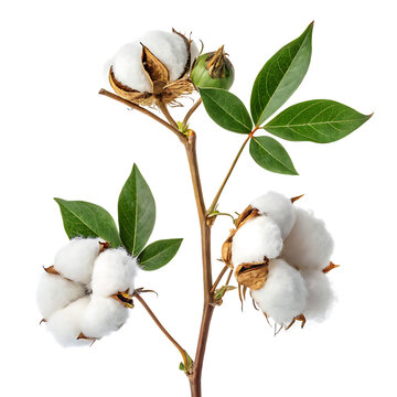 cotton buds on white background