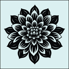 Chrysanthemum Silhouette, Garden