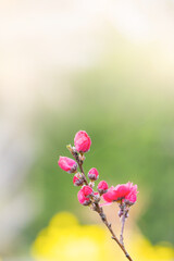 ハナモモの花