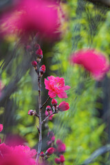 ハナモモの花