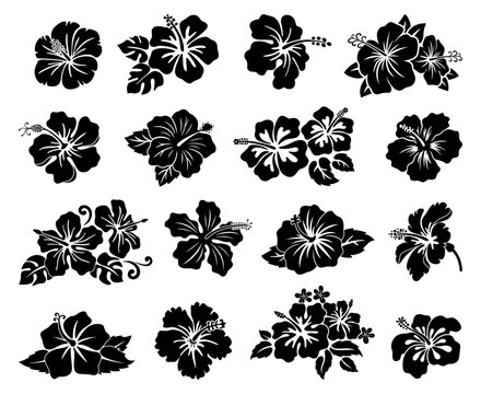 Fototapeta Hawaii tropical hibiscus flowers set, black stencil silhouette tattoo. Vector set of monochrome hawaiian and polynesian vegetation blooms, floral decal elements of culture, beauty and nature