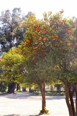 Naklejka premium The orange tree grows in the park.