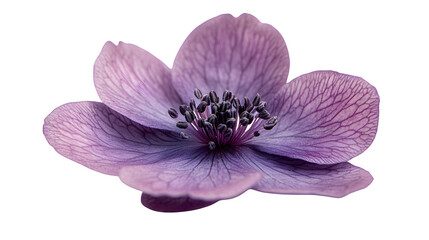Obraz premium Violet flower with soft edges isolated on white background, HD, realistic