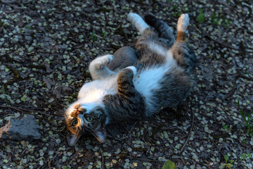 Fototapeta premium A young stray mongrel dirty cat lies at dusk in spring on the ground strewn with fallen petals, with her head thrown back, tears are visible in her eyes.