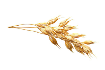 Golden oat stalks set against a white background, highlighting nature's beauty and simplicity isolated on transparent background