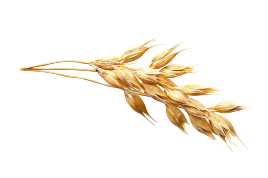 Golden oat stalks set against a white background, highlighting nature's beauty and simplicity isolated on transparent background