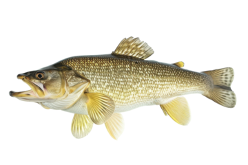 Majestic large-mouth bass gracefully swimming in crystal-clear waters during a sunny afternoon isolated on transparent background